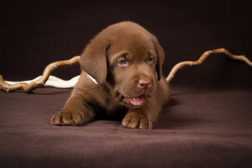 Chocolate labrador puppy lying on a brown background