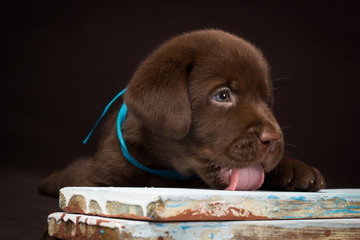 Chocolate labrador puppy lying on the colored boards. Brown