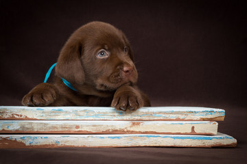 Chocolate labrador puppy lying on the colored boards. Brown