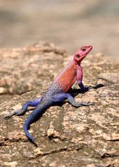 Naklejka na ściany i meble blau roter Gecko