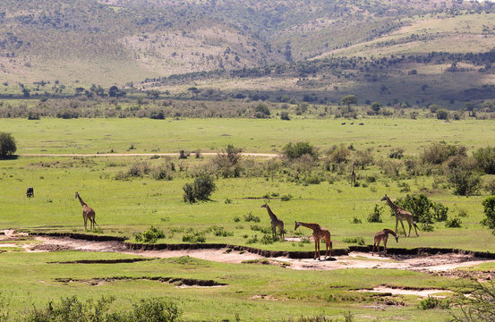 Giraffen in Afrika