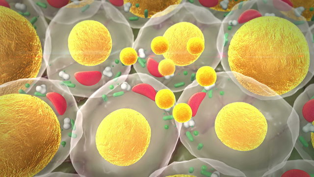 cholesterol, lungs cell structure