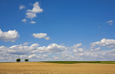 Obraz premium Zwei Walnussbäume im Getreidefeld und vor Wolkenhimmel