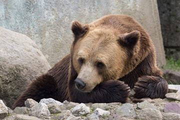 Obraz premium Bear