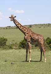 Naklejka na ściany i meble Giraffe in Afika