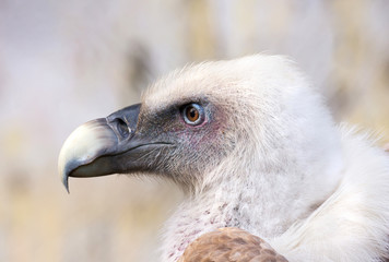 Griffon Vulture