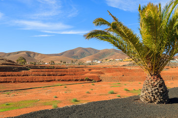 Palm tree and red soil fields, Tiscamanita town, Fuerteventura