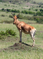 Antilope auf einem Hügel