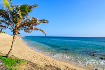 Fototapeta na wymiar Palm trees on Morro Jable tropical beach, Fuerteventura island