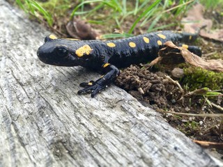 salamandra in posizione