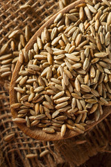 Organic Dry Raw Rye Grain