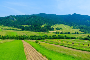 Green field and in summer landscape, Pieniny Mountains, Poland