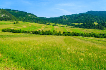Green field and in summer landscape, Pieniny Mountains, Poland