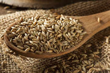 Organic Dry Raw Rye Grain