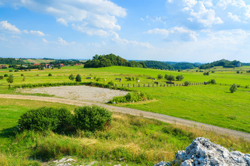 Fototapeta na wymiar View of green fields in summer near Krakow, Poland