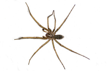 Araña doméstica