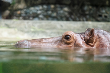 Hippopotamuses in water