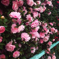 живая изгородь