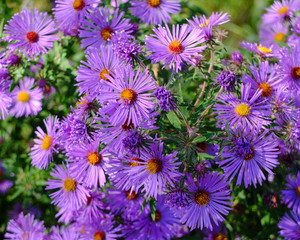 Purple Flowers