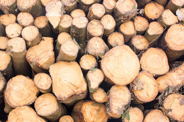 Stacked tree wood logs background