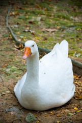 Whistling white duck - white duck sitting in shadow