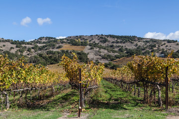 Fototapeta na wymiar vineyard vines and wines