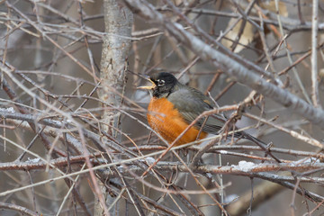 American Robin
