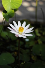 Beautiful lotus,  This beautiful water lily or lotus flower