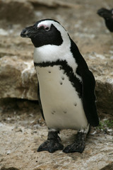 Obraz premium African penguin (Spheniscus demersus).