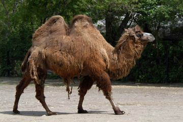 Bactrian camel (Camelus bactrianus)..