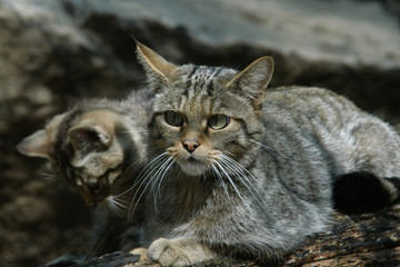 European wildcat (Felis silvestris silvestris) with a kitten.