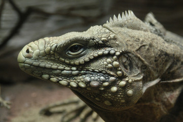 Cuban rock iguana (Cyclura nubile)..