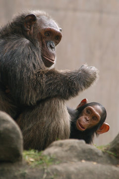 Chimpanzee (Pan troglodytes) with a baby..