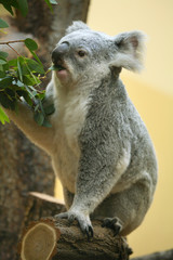 Naklejka premium Koala (Phascolarctos cinereus) eating eucalyptus leaves..