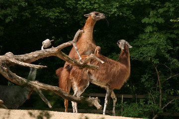 Guanaco lamas (Lama guanicoe) having sex. .