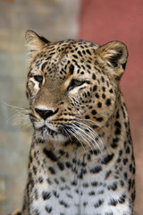 Fototapeta na wymiar Persian leopard (Panthera pardus saxicolor). .