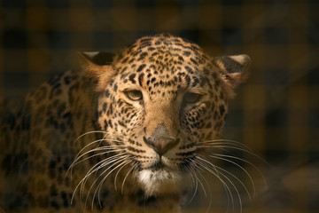 Naklejka na ściany i meble Leopard (Panthera pardus) in its enclosure at zoo. .
