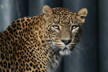 Sri Lankan leopard (Panthera pardus kotiya).
