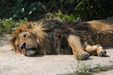 Asiatic lion (Panthera leo persica).