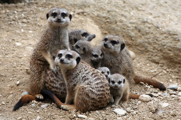 Meerkats (Suricata suricatta), also known as the suricates.