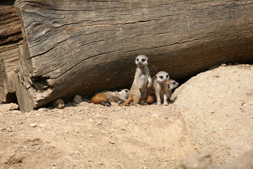 Obraz premium Meerkats (Suricata suricatta), also known as the suricates.