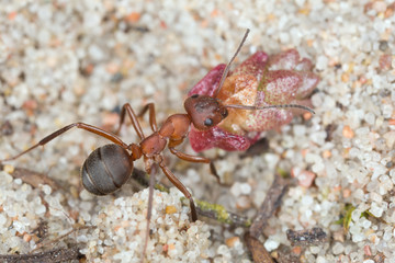 Ant on sand