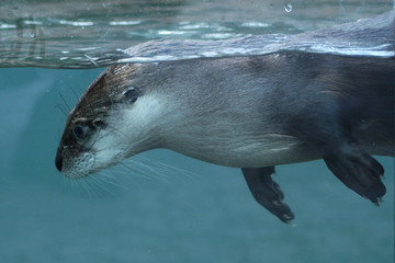 North American river otter (Lontra canadensis).