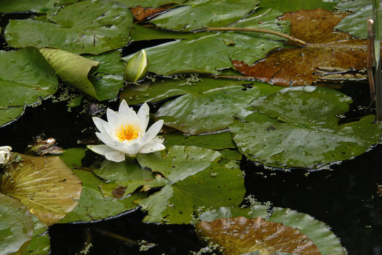 White water lily (Nymphaea nouchali).