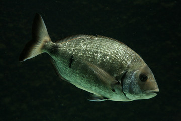 Salema porgy fish (Sarpa salpa)..