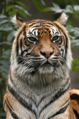 Sumatran tiger (Panthera tigris sumatrae)..