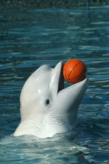 Beluga whale (Delphinapterus leucas) playing basketball. .