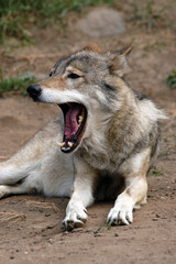 Fototapeta premium Eurasian wolf (Canis lupus lupus).