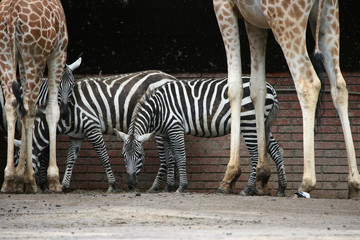Selous' zebras and Rothschild's giraffes.