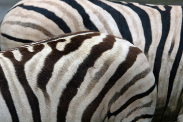 Damara zebras (Equus burchelli antiquorum)..